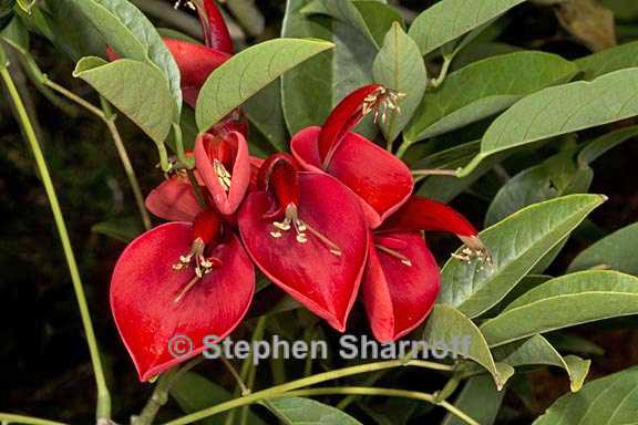 crinodendron hookerianum 1 graphic